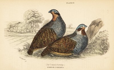 灰鹧鸪，Perdix perdix。1889 年（雕刻） 作者 未知艺术家