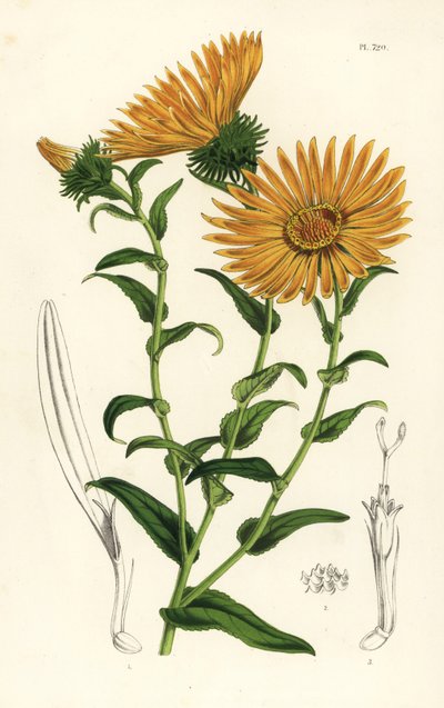 Grindelia grandiflora.手绘石版画，选自 Louis van Houtte 和 Charles Lemaire 的《欧洲花园和暖房的花》，Flore des Serres et des Jardins de l