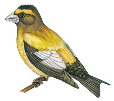 Gros bec errant - 夜莺 (Coccothraustes vespertines) 作者 未知艺术家