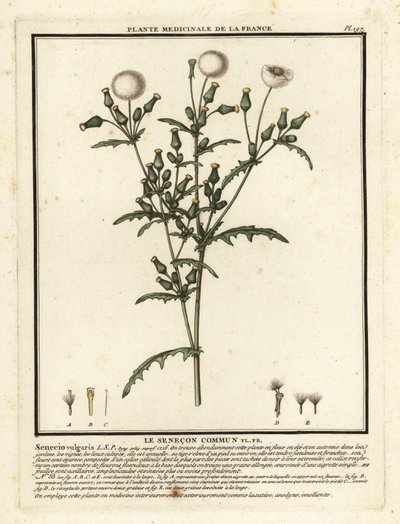 Groundsel, Senecio vulgaris. 作者 未知艺术家