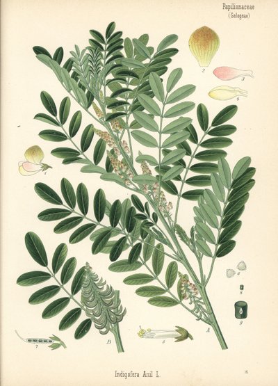 危地马拉蓝靛或小叶蓝靛，Indigofera suffruticosa（Indigofera anil）。根据 Hermann Adolph Koehler 的《药用植物》中的植物插图绘制的彩色石版画，由 Gustav Pabst 编辑，Koehler，德国 作者 Unbekannter Künstler