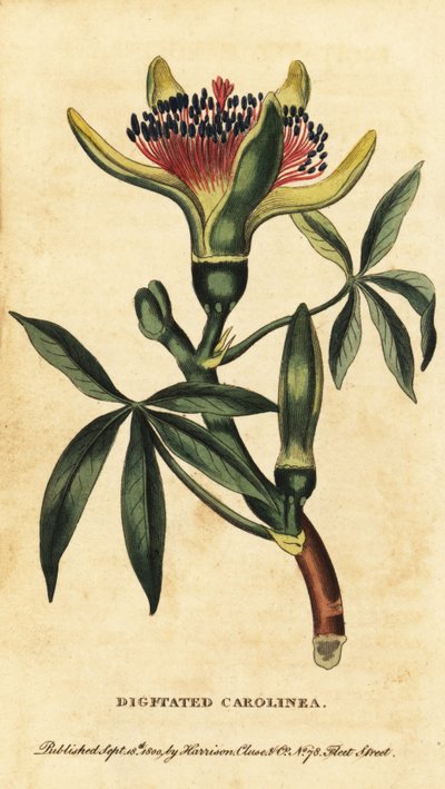 Guiana chestnut, Pachira aquatica.1800年（雕刻） 作者 未知艺术家