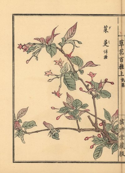 Gumi、natsugumi 或樱桃银莓，Elaeagnus multiflora。作为观赏植物或盆景树很受欢迎。Kono Bairei 的手绘木版画，选自《百花图》，东京，Yamada。 作者 未知艺术家
