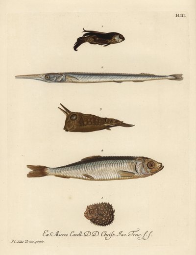 鳕鱼（Chelidonichthys species 1）、针鱼（Belone belone 2）、长角牛鱼（Lactoria cornuta 3）、鲱鱼（Clupea harengus 4）和少棘豪猪鱼（Chilomycterus reticulatus 5）。根据 Johann 的插图绘制的手工彩色铜版画。 作者 未知艺术家