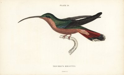毛腿蜂鸟，Glaucis hirsutus（鲁福斯胸隐士，Trochilus hirsutus）。William Lizars 的手绘钢板雕刻，选自 William Jardine 爵士的《博物学家图书馆》：鸟类学：蜂鸟第 2 卷》，爱丁堡，W.H. Lizars 著。 作者 未知艺术家