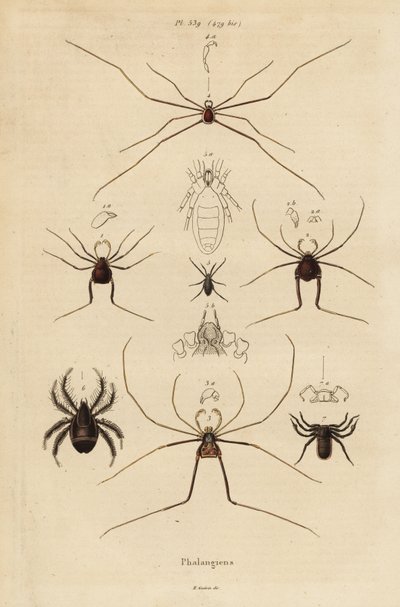 收割者、收割者或老爹长腿，Opiliones 物种 作者 不明