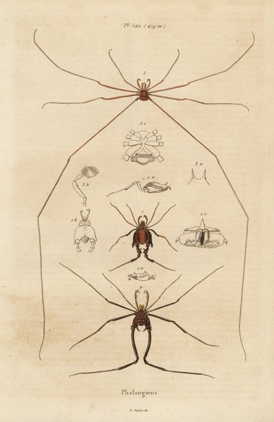 收割者、收割者或老爹长腿，Opiliones 物种 作者 不明