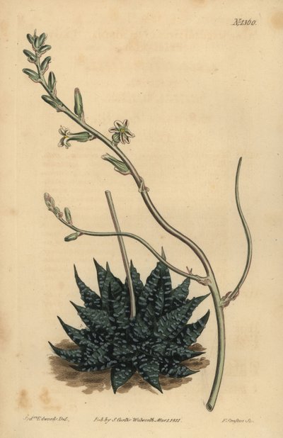 Haworthia minor or Tulista minima (Least pearl aloe, Aloe margaritifera minima) 作者 不明