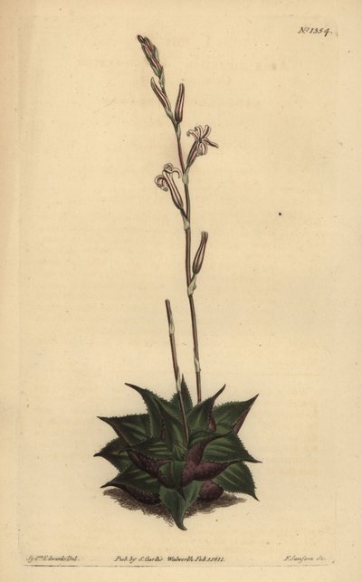 Haworthia mirabilis（粗叶垫芦荟，Aloe mirabilis） 作者 不明