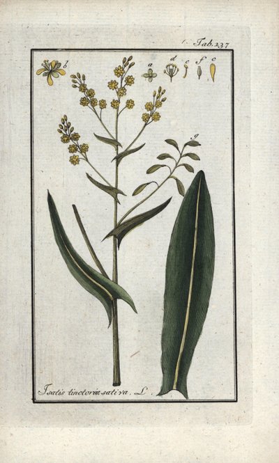 圣菲利普草（Isatis tinctoria sativa）。约翰内斯-佐恩（Johannes Zorn，1739-1799 年）"Afbeelding der Artseny-Gewassen "中的石版画，荷兰 作者 未知艺术家