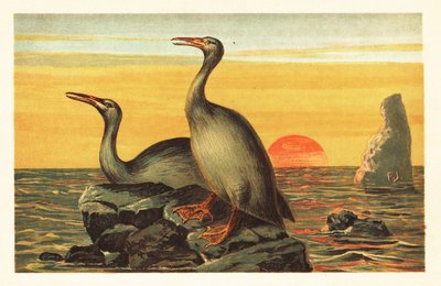 Hesperornis regalis，已灭绝的鸬鹚状鸟类，1908 年（石版画）。 作者 未知艺术家