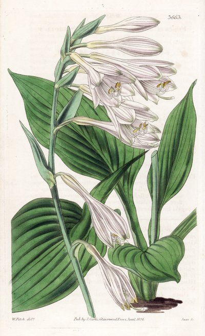 来自日本的玉簪--Hosta sieboldii（西博尔德博士的风信子，Funkia sieboldiana）。根据伦敦威廉-杰克逊-胡克尔的《植物杂志》中沃尔特-菲奇的植物插图制作的手工彩色铜版画 作者 未知艺术家