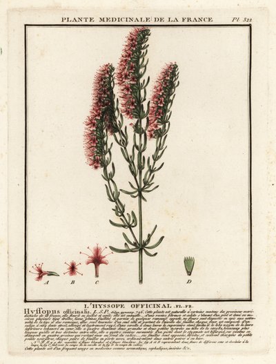 牛膝草（Hyssopus officinalis）。 作者 未知艺术家