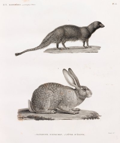 来自埃及的Ichneumon Mongoose和Hare 作者 不明