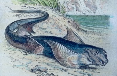 银鲛（Hydrolagus colliei）的插图 作者 未知艺术家