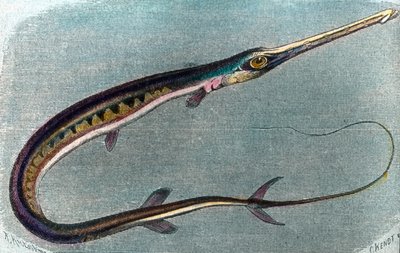 旗鱼 (Xiphiasgladius) 的插图 作者 未知艺术家