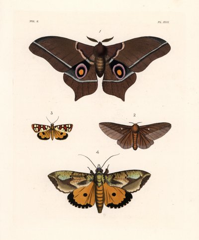 Imbrasia epimethea (Saturnia epimethea) 1、粉红条纹橡树虫蛾 Anisota virginiensis (Dryocampa virginiensis) 2、Crameria aegocera (Aegocera amabilis) 3 和 Eudocima materna (Triphaena materna) 4。 手绘彩色石版画，选自 John O. Westwood 的新作品。 作者 未知艺术家