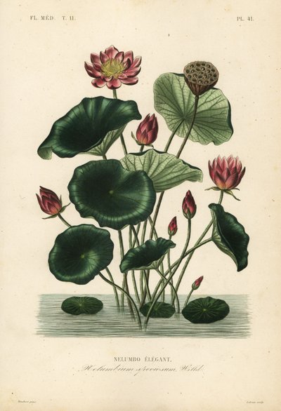 印度莲花、 Nelumbo nucifera、 Nelumbium speciosum、 Nelumbo 优雅 作者 不明