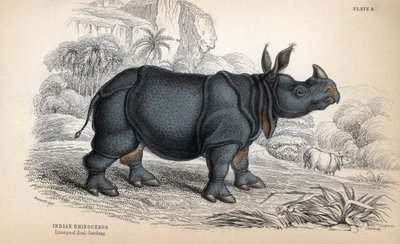印度犀牛（Rhinoceros unicornis or indicus），濒危物种。威廉-利扎根据詹姆斯-斯图尔特的画作制作的铜版画，发表于《博物学家图书馆：哺乳动物、厚皮动物和四足动物》，由 W. H. 利扎编辑。 作者 未知艺术家