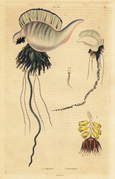 印度-太平洋地区葡萄牙人鱼，Physalia utriculus 1，亚速尔群岛人鱼，Physalia physalis 2，以及Siphonophora zoophyte，Physsophora disticha 3。物理学，植物学 作者 不明