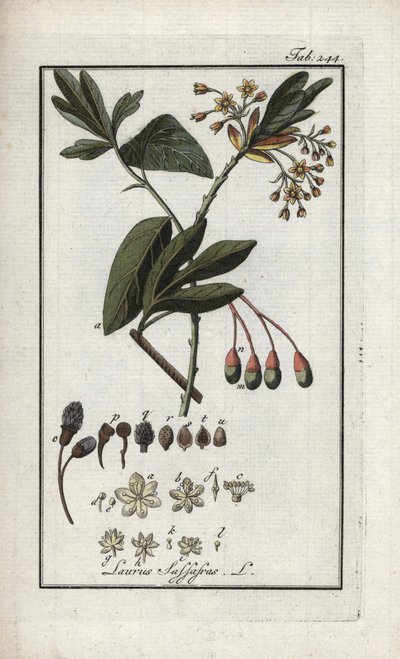 易洛魁月桂（Sassafras albidum）。石版画，选自约翰内斯-佐恩（1739-1799 年）的 "Afbeelding der Artseny-Gewassen"，荷兰 作者 未知艺术家