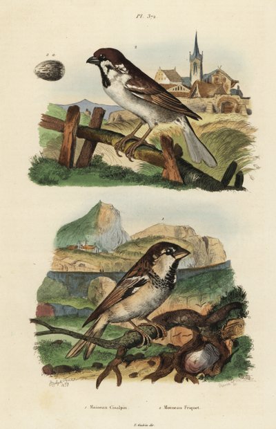 意大利麻雀、Passer italiae 和带蛋的欧亚树麻雀 Passer montanus 作者 不明