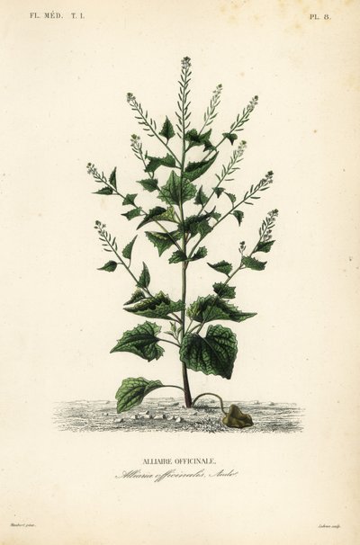 Jack-by-the-hedge 或大蒜芥末、Alliaria petiolata、Alliaria officinalis、Alliaire officinale 作者 不明