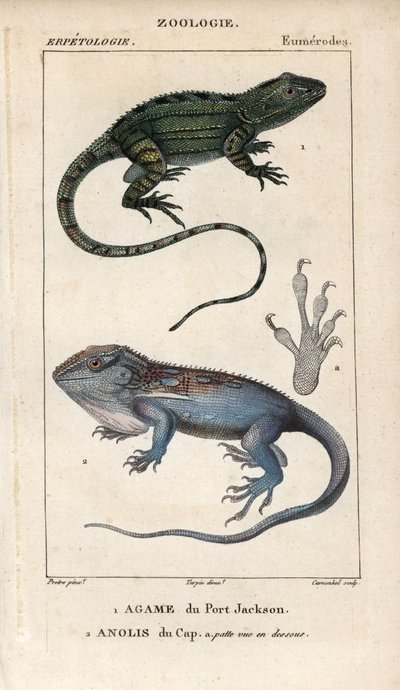 Jacky lashtail、Port Jackson agame、Amphibolurus muricatus 和 Cape dwarf gecko、Cape anolis、Lygodactylus capensis。1816-1830 年朱西厄《自然科学辞典》中的手工彩色铜版stipple版画。有关鱼类和爬行动物的卷册 作者 未知艺术家