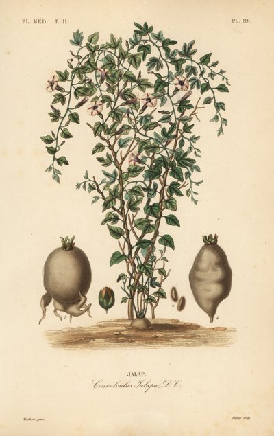 Jalap vine, Ipomoea jalapa, Convolvulus jalapa, Jalap 作者 不明