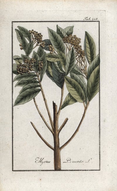 牙买加胡椒或四香料或吉罗弗里胡椒（Pimenta dioica）。约翰内斯-佐恩（Johannes Zorn，1739-1799 年）"Afbeelding der Artseny-Gewassen "中的石版画，荷兰 作者 未知艺术家