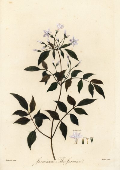 茉莉花，茉莉花。 1805（雕刻） 作者 未知艺术家