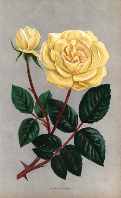 让-佩内特玫瑰，1867 年里昂的佩内特先生培育的茶玫瑰的黄色品种。F. Grobon 根据 Hippolyte Jamain 和 Eugene Forney 的 "Les Roses"（《玫瑰花》）绘制并石版印刷的铬石版画。 作者 未知艺术家