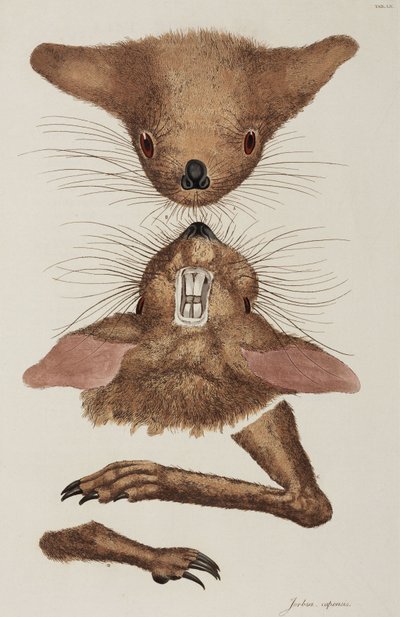 Jerboa 作者 未知艺术家