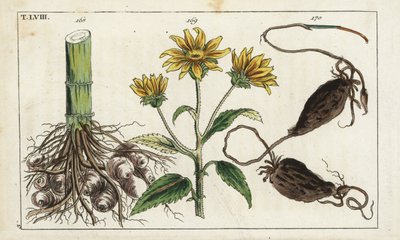 菊芋（耶路撒冷洋蓟），Helianthus tuberosus 根 作者 未知艺术家