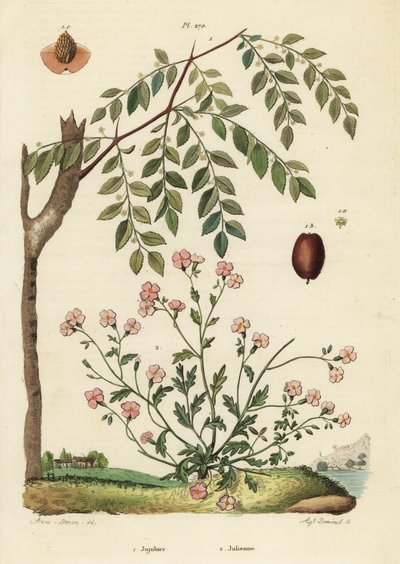 枣树或中国枣，Ziziphus jujuba 1，和弗吉尼亚州的股票，Malcolmia maritima 2 作者 不明