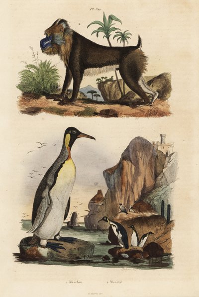 国王企鹅，Aptenodytes patagonicus 1，和山魈，Mandrillus sphinx，脆弱，2 作者 不明