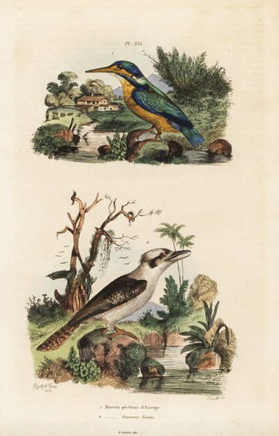 翠鸟、Alcedo atthis 和笑翠鸟、Dacelo novaeguineae 作者 不明
