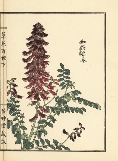 库卡（Kouka 或 kujin），槐属植物。根在中药中用作 "苦参"。Kono Bairei 的手绘木版画，选自《百花图》，东京，Yamada。 作者 未知艺术家