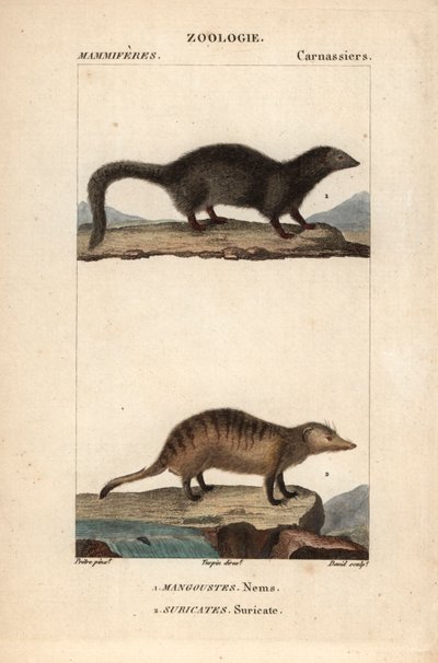 La mangouste et le suricate - Eau forte》，Jean Gabriel Pretre（1780-1845 年）著，Carnonkel 刻版，为 Frederic Cuvier 著、Pierre Jean Francois Turpin（1775-1840 年）编辑的《自然科学词典：哺乳动物》所用，由巴黎 F.G.Levrault 出版社出版。 作者 未知艺术家