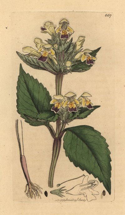 大花大麻藻，Galeopsis speciosa (Galeopsis versicolor) (Galeopsis a fleurs panachees) 根据 James Sowerby 为 James Smith 的《英国植物学》绘制的图画绘制的手工彩色铜版雕刻。 作者 未知艺术家