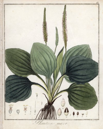 大车前草或大车前草（或鸟类车前草）--F. Guimpel 的石版画，摘自 Friedrich Gottlob Haynes（1763-1832 年）的医学植物学，柏林 作者 未知艺术家
