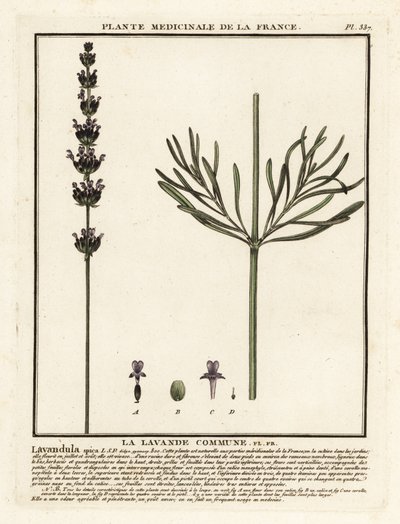 薰衣草，Lavandula angustifolia。 作者 未知艺术家