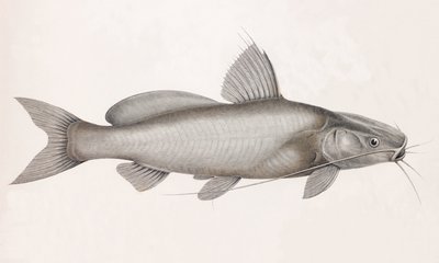 Le Bayad Docmac，特写 作者 不明
