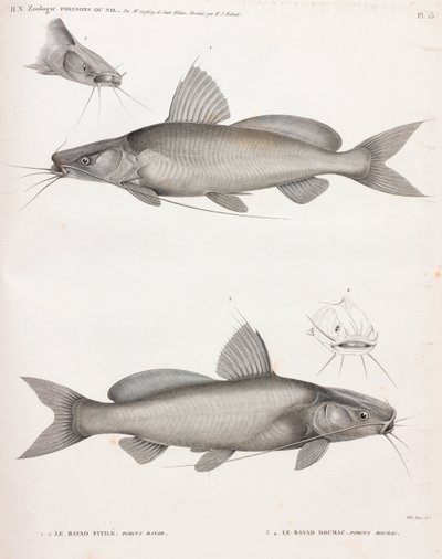 Bayd Fitile 和 Bayad Docmac 作者 不明