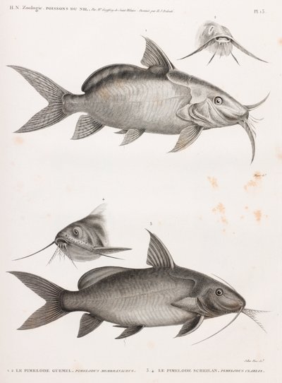 Le Pimedlode Guemel & Le Pimelode Scheilan 作者 不明