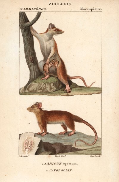 Le sarigue ou opossum et le cayopollin - Eau forte，Jean Gabriel Pretre（1780-1845 年）著，Carnonkel 刻版，为 Frederic Cuvier 著、Pierre Jean Francois Turpin（1775-1840 年）编辑、F.G.Levrault 出版的《自然科学词典：哺乳动物》所作、 作者 未知艺术家