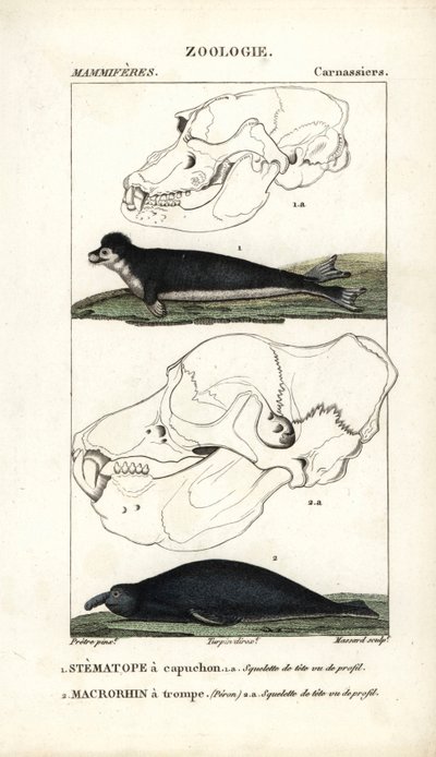 Le stematope à capuchon et le macrorhin a trompe ou elephant de mer - Eau forte，Jean Gabriel Pretre（1780-1845 年）著，Carnonkel 刻版，为 Frederic Cuvier 编著的《自然科学词典：哺乳动物》所作，Pierre Jean Francois Turpin（1775-1840 年）编辑 作者 未知艺术家