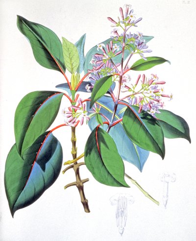 奎宁树的叶和花，约 1850 年（雕刻） 作者 未知艺术家