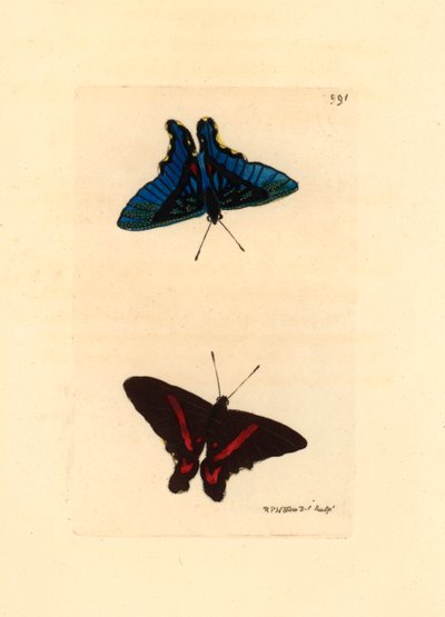 Lepidoptere，从翅膀上看，顶部有红色线条，雄性的反面是蓝色的，Ancyluris meliboeus --理查德-波利多尔-诺德（1774-1823 年）的石版画，发表于《博物学家杂录》。 作者 未知艺术家