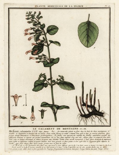 小菖蒲，Clinopodium nepeta。 作者 未知艺术家